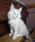 Grof gebouwd Black Silver Shaded kitten katertje XL stamboom, Dieren en Toebehoren, Kater, Met stamboom, 0 tot 2 jaar