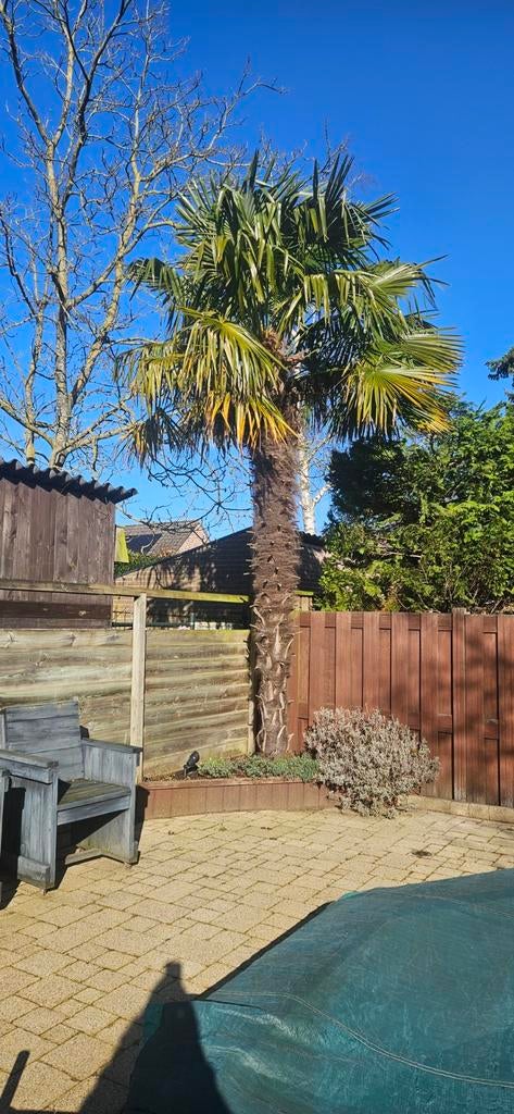 Grote palmboom, ongeveer 3.5 meter hoog, Ophalen