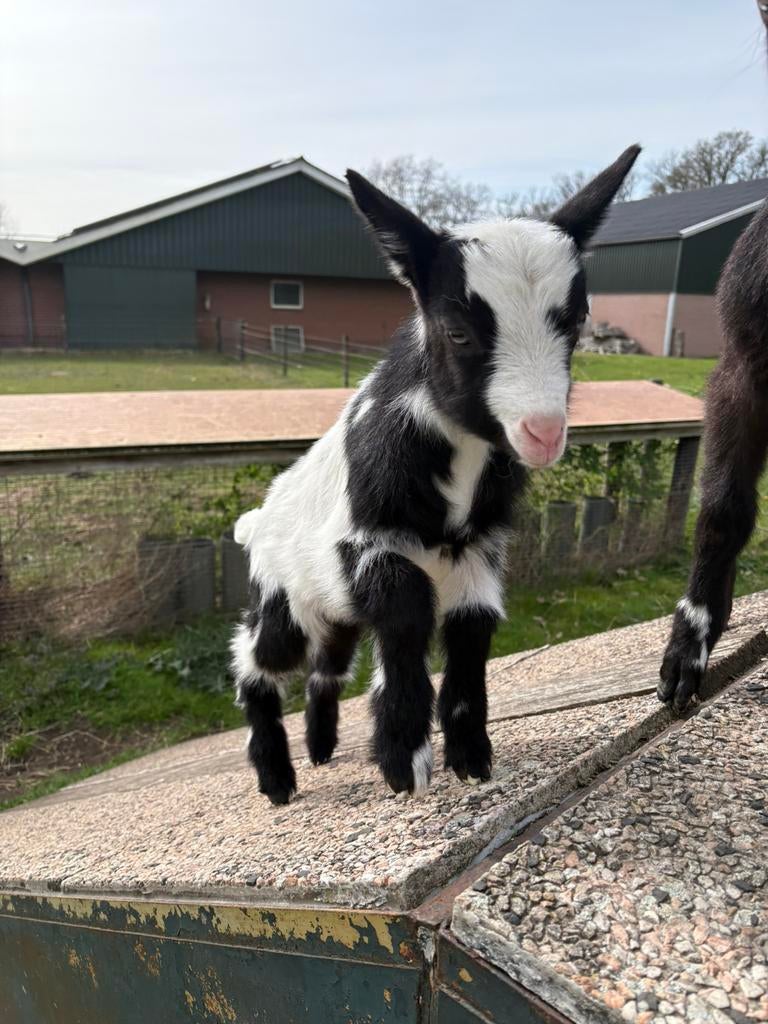 Bonte melkgeiten bokjes, Mannelijk, Geit