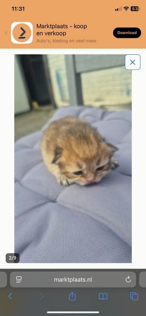 Cat, Ophalen of Verzenden