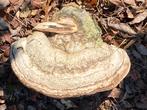 Enorme Tonderzwam - Fomes fomentarius paddestoel, Ophalen of Verzenden