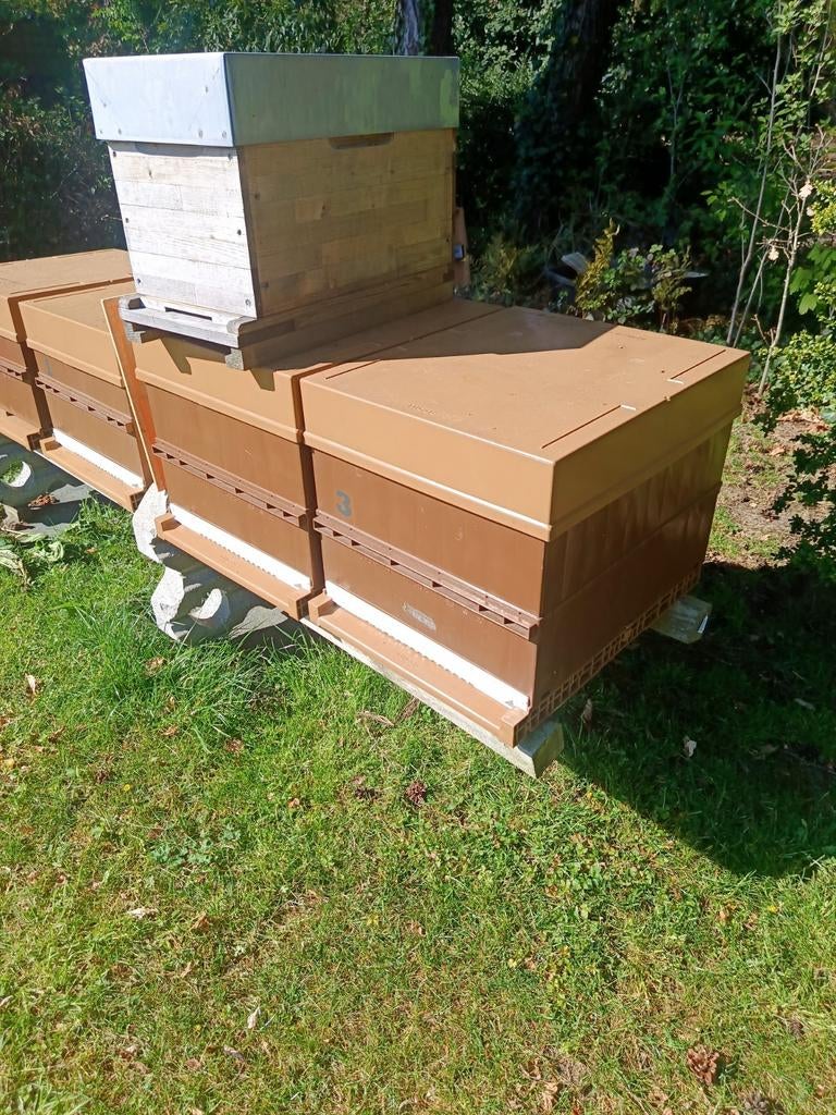 bijenkasten nicot Dadant Blatt., Bijen