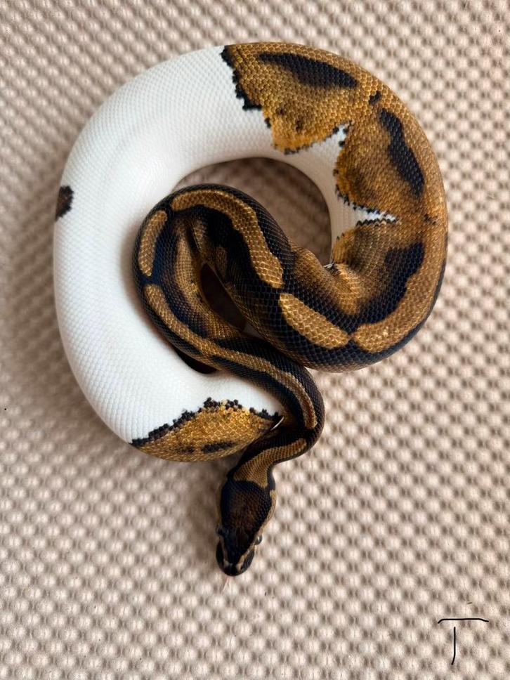 Koningspython 1.0 Ball Python - male for sale from Nettie