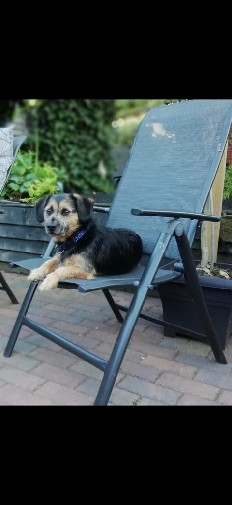jack russel black and tan zoekt nieuw baasje, Dieren en Toebehoren, Honden | Jack Russells en Terriërs, 6 jaar of ouder, Jack Russell Terriër