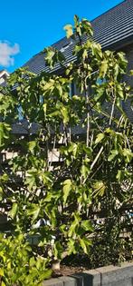 Ficus vijgenboom xxl, Tuin en Terras, Planten | Fruitbomen, Ophalen, 250 tot 400 cm, Vijgenboom, Zomer