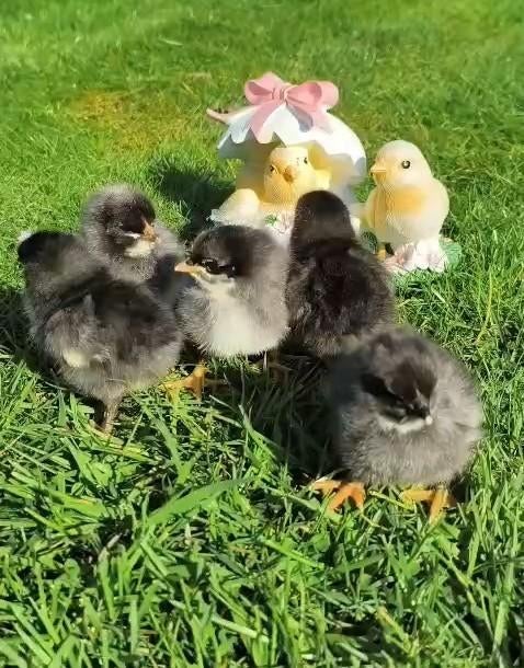 Kuikens kleurleggers olijfleggers groenleggers kippen, Kip