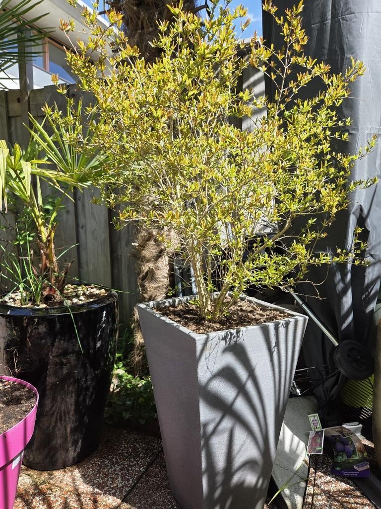 Granaatappelboom inclusief pot, niet winterhard, Tuin en Terras, Planten | Tuinplanten, Ophalen, Vaste plant, Fruitplanten