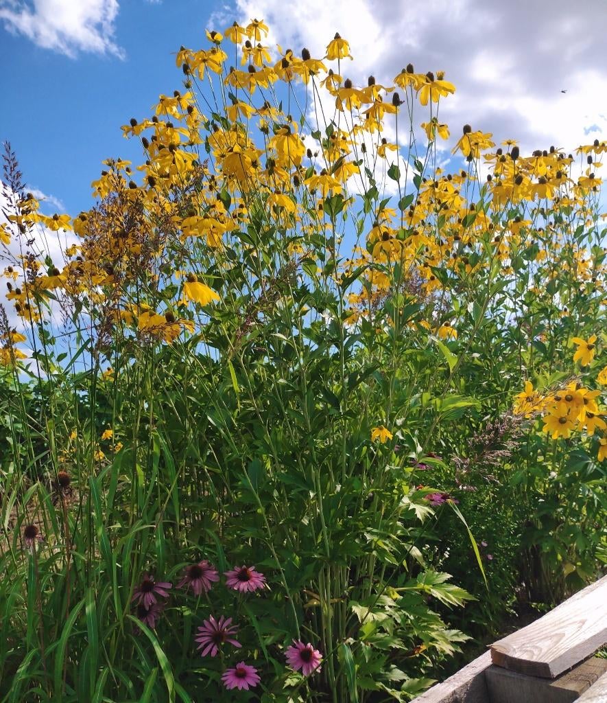Rudbeckia herbstsonne nitida in P9, Volle zon, Vaste plant, Zomer, Ophalen