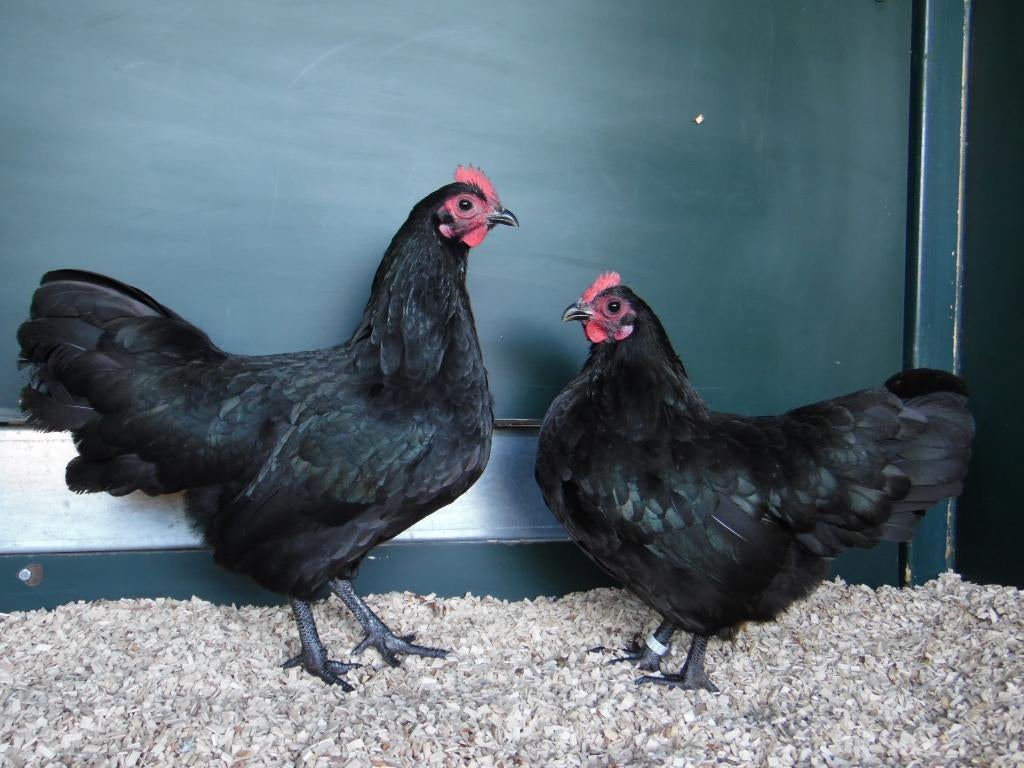 Australorp kriel | Rustige kippen | Jonge ingeënte kippen, Dieren en Toebehoren, Pluimvee, Vrouwelijk, Kip