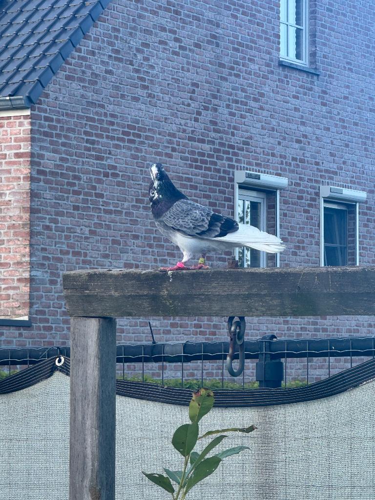 Duiven, Meerdere dieren, Overige soorten