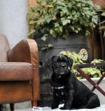 Prachtige Cane Corso pups  met stamboom uit Kampioenslijnen, Dieren en Toebehoren, Honden | Bulldogs, Pinschers en Molossers, Fokker | Hobbymatig