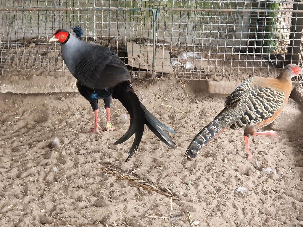 koppel preelaat fazanten, Dieren en Toebehoren, Pluimvee, Meerdere dieren, Eend