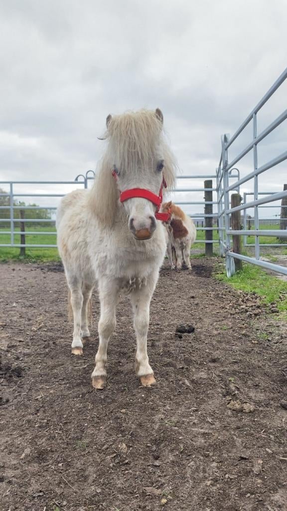 Super mooie schimmel/cremello merrie jaarling., Merrie, E pony (1.48m - 1.57m), 0 tot 2 jaar