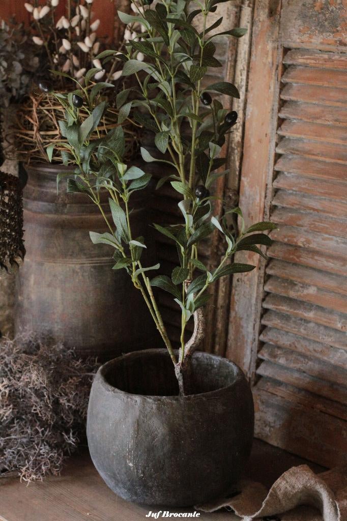 Stoere olijfboom.  Afmetingen: H75 cm (afmetingen pot 10x10), Www.jufbrocante.nl, Www.jufbrocante.nl, Nieuw, Ophalen of Verzenden