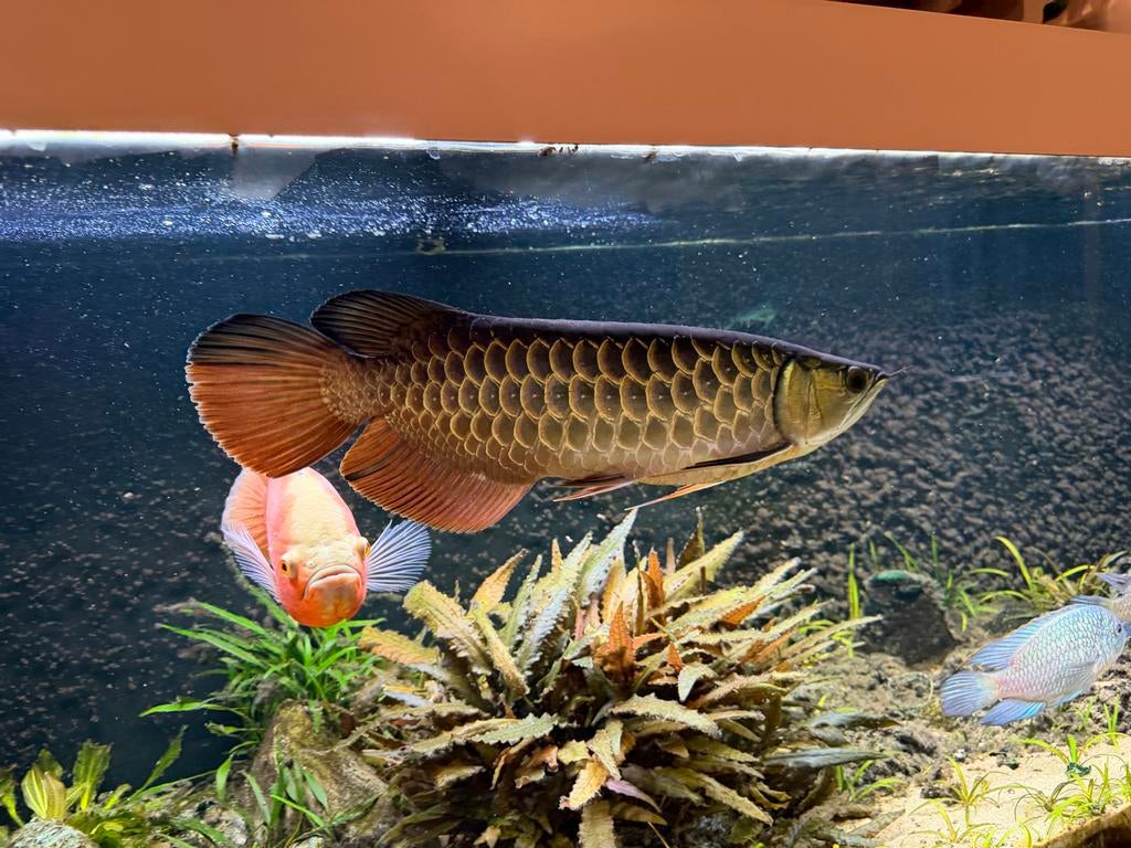 Aziatische Arowana, Dieren en Toebehoren, Vis