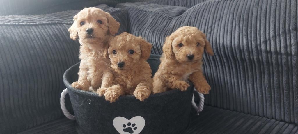Maltipoo puppy's, Overige rassen, 8 tot 15 weken, Meerdere, Meerdere dieren