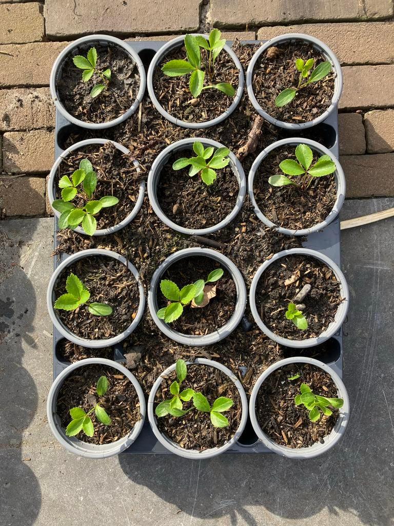 Helleborus plantjes in pot - Bordeaux Rood, Overige soorten, Vaste plant, Ophalen of Verzenden, Halfschaduw