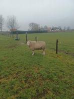 Swifter dekram, Dieren en Toebehoren, Schapen, Geiten en Varkens, Mannelijk, Schaap, 0 tot 2 jaar