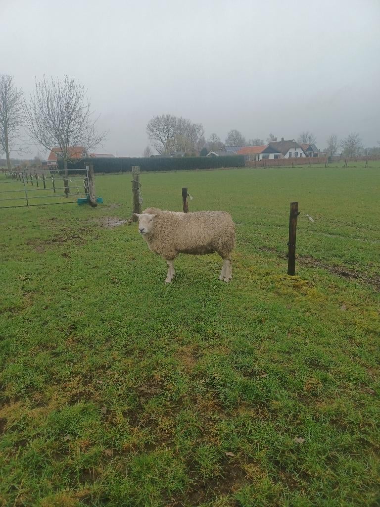 Swifter dekram, Mannelijk, Schaap, 0 tot 2 jaar