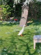 Loopeenden eieren, Dieren en Toebehoren, Geslacht onbekend