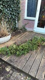 Gratis 4m Japanse hulst mini heg., Tuin en Terras, Planten | Tuinplanten, Ophalen, Overige soorten, Halfschaduw