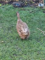 Te koop broedeieren van de Khaki Campbell eend, Dieren en Toebehoren, Pluimvee, Geslacht onbekend, Eend