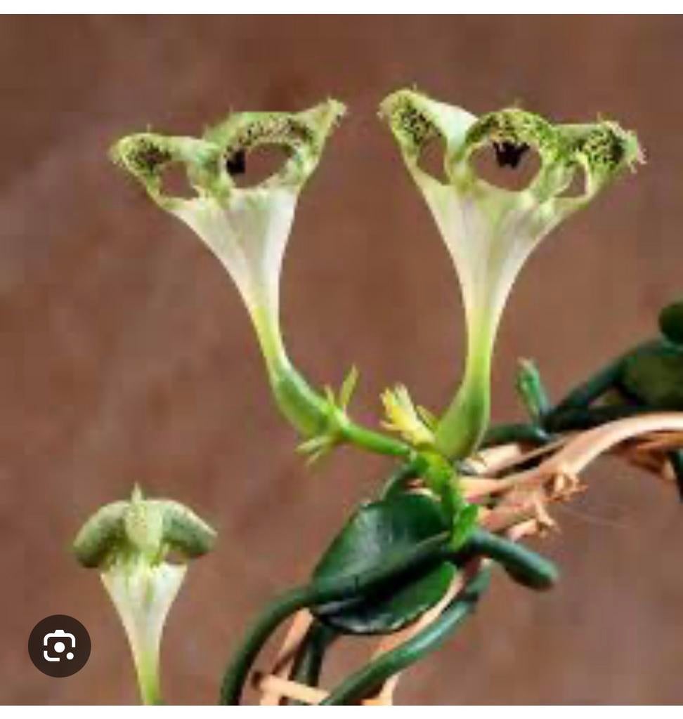 Ceropegia sandersonii te koop gevraagd, Vaste plant, Ophalen of Verzenden, Halfschaduw, Klimplanten