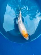 Prachtige Kohaku Koi 25cm+, Dieren en Toebehoren, Vissen | Vijvervissen, Karper of Koi