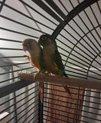 Parkieten, Meerdere dieren