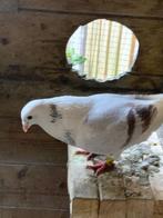 Postduiven, Meerdere dieren, Postduif