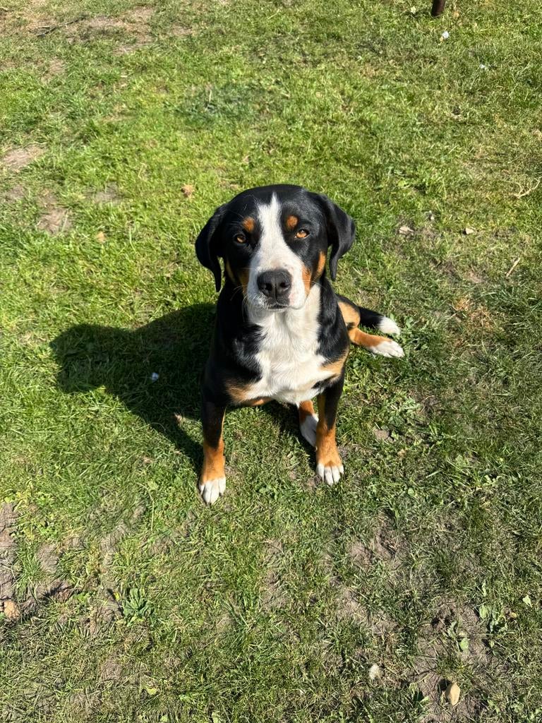 Gezocht Appenzeller dekreu, Dieren en Toebehoren, Reu, Eén hond, Nederland, Particulier