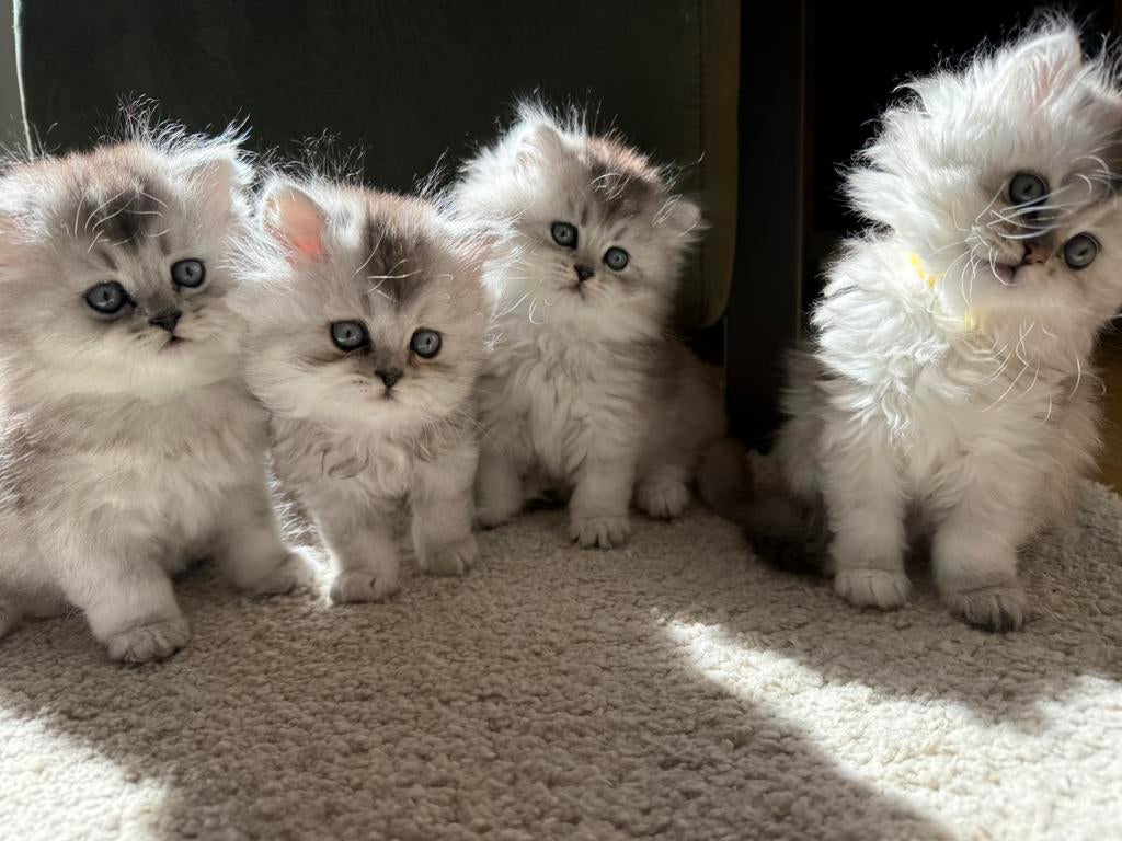 Prachtige britse langhaar kittens, Dieren en Toebehoren, Katten en Kittens | Raskatten | Langhaar, Meerdere dieren, Gechipt, 0 tot 2 jaar