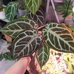 Anthurium Silver Purple x Michelle, Huis en Inrichting, Ophalen of Verzenden, Halfschaduw, Minder dan 100 cm