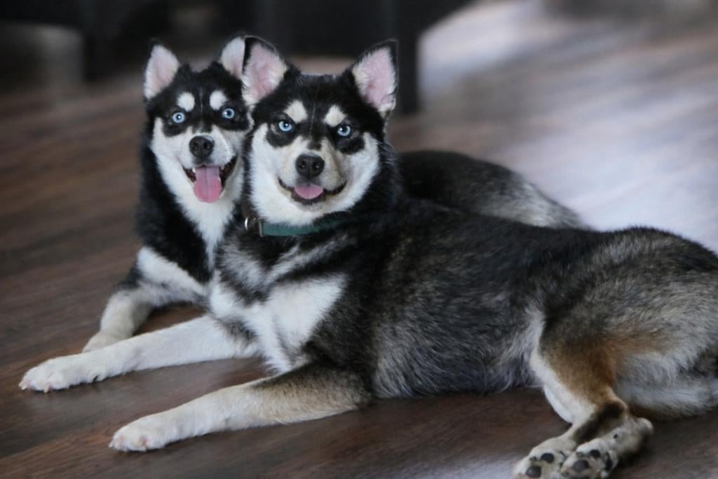 2 Pomsky's zoeken een nieuw èn blijvend thuis., Dieren en Toebehoren, Honden | Poolhonden, Keeshonden en Oertypen, Overige rassen