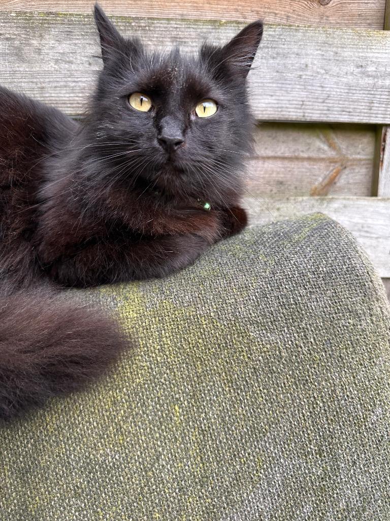 Kat, Dieren en Toebehoren, Katten en Kittens | Overige Katten, Langharig, Poes, 3 tot 5 jaar