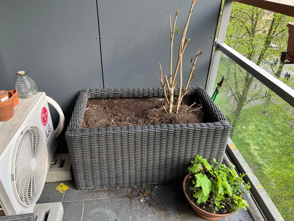 Grote plantenbak zwart wicker voor buiten met liguster, Tuin en Terras, Bloembakken en Plantenbakken, Ophalen, Kunststof, Gebruikt