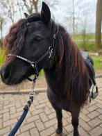 Mooie shetlander merrie. Met stamboek, Merrie, Met stamboom, Zadelmak, A pony (tot 1.17m)