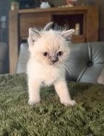 2 Britse korthaar kittens kater en 1 Britse langhaar vrouwtj