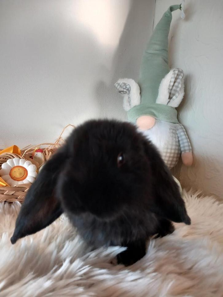 Franse hangoor ram, Dieren en Toebehoren, Konijnen, Groot, Mannelijk, 0 tot 2 jaar, Hangoor