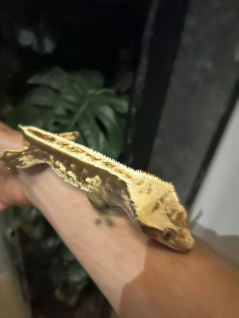 Wimpergekko man, Hagedis, 3 tot 6 jaar