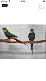 Gevraagd Redcape parkiet pop, Meerdere dieren, Parkiet