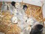 ukkelse baardkriel kuikens, Dieren en Toebehoren, Pluimvee, Geslacht onbekend, Kip