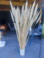 Grote bos pampas pluimen - Decoratieve droogbloemen, Ophalen of Verzenden, Nieuw