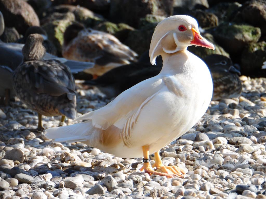 Carolina-eend | Jong en volwassen | Siereenden, Meerdere dieren, Eend