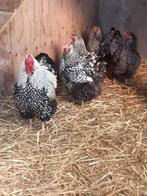 Broedeieren van wyandotte zilver-zwart gezoomd groot ras., Dieren en Toebehoren, Pluimvee, Geslacht onbekend, Kip