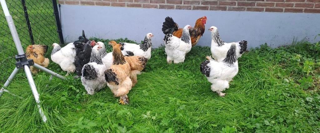 Brahma’s, Dieren en Toebehoren, Pluimvee, Meerdere dieren, Kip