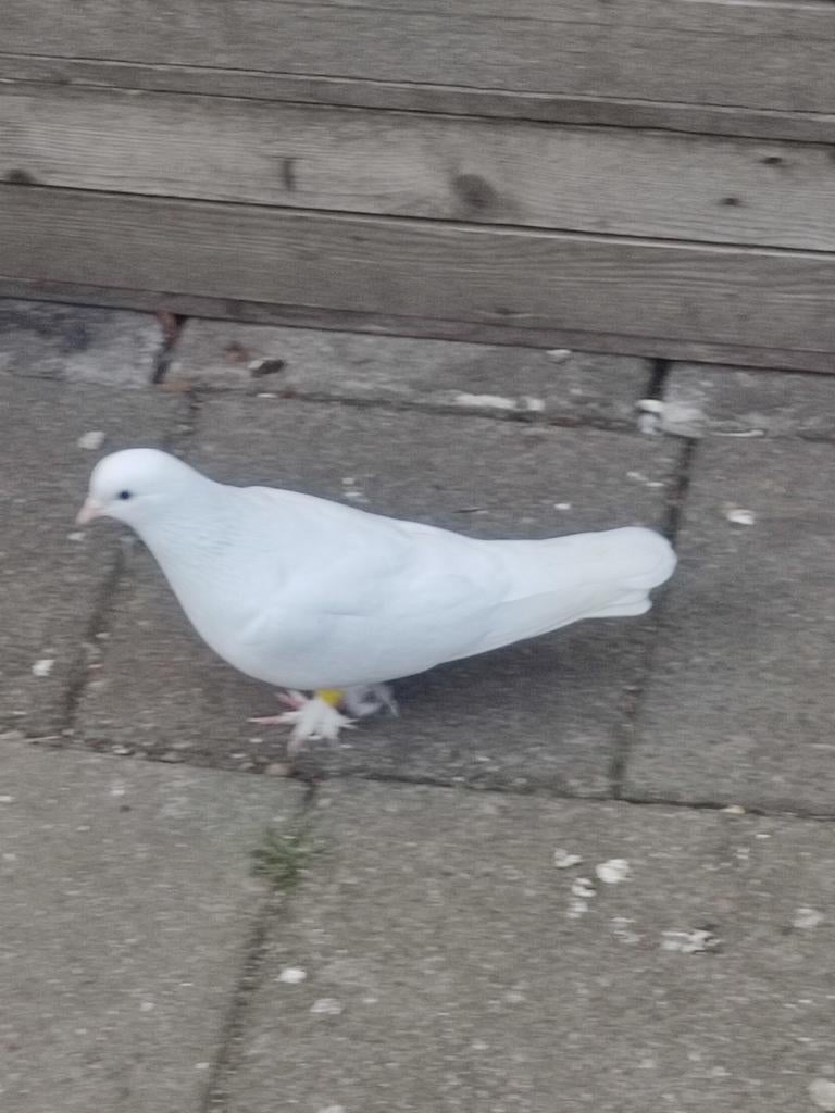 Takla DUİVEN, Dieren en Toebehoren, Mannelijk, Postduif