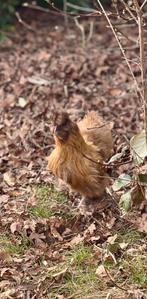 Koppel kriel zijdehoenders, Dieren en Toebehoren, Pluimvee, Meerdere dieren, Kip