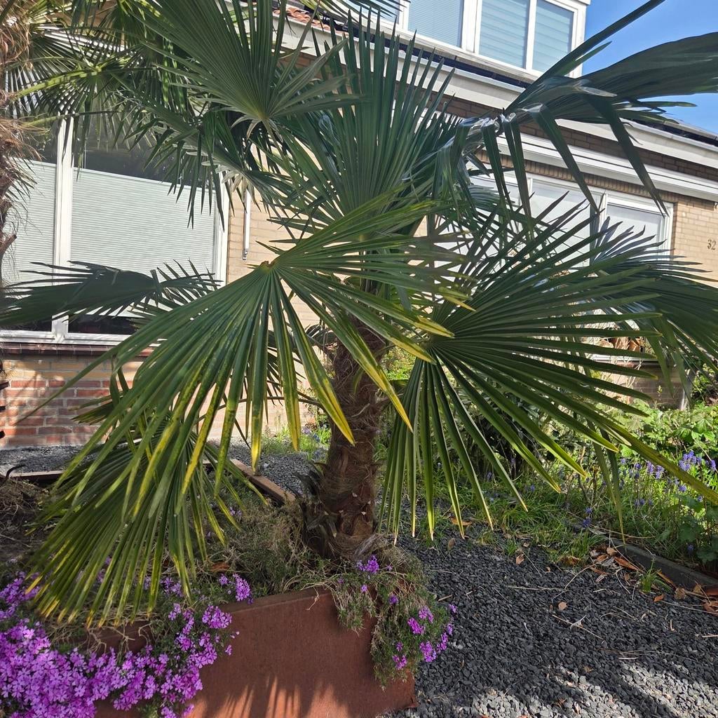 Palmboom 90cm winterhard, Ophalen of Verzenden, Gehele jaar, Volle zon