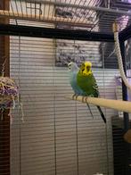Grasparkieten op zoek naar een nieuw huis, Dieren en Toebehoren, Mannelijk, Parkiet, Tam